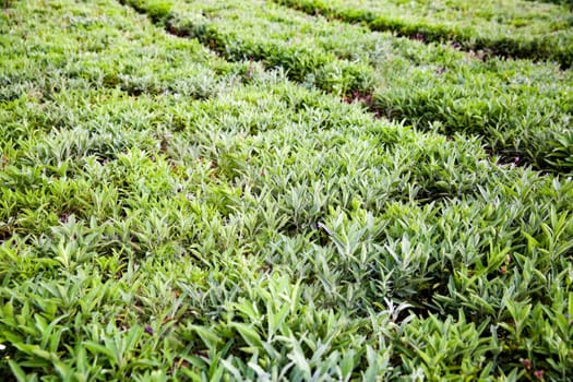 Aromatic Sage in a rows on a field in Hessen