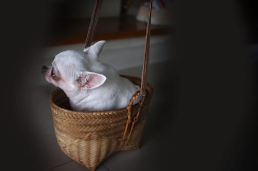 Cute chihuahua in a basket . Pet background