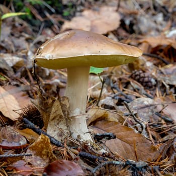 A tall, straight-stemmed mushroom stands on leaves. Covered forest floor with a sweet chestnut