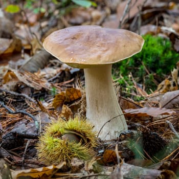 A tall, straight-stemmed mushroom stands on leaves. Covered forest floor with a sweet chestnut