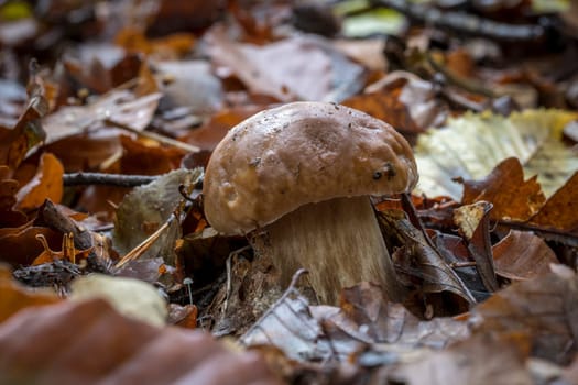 A young mushroom stands on leaves. Covered forest floor