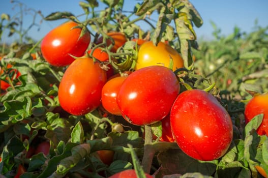 Tomato plant full of nice mature fruits at local farm, closeup. Vegas Bajas del Guadiana, Spain