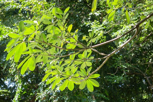 Beautiful green tree leaves in summer garden, stock photo