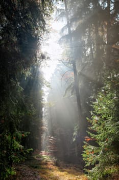 God beams - sun rays in the early morning forest. Voderady Beechwood - National Nature Reserve, Czech republic.