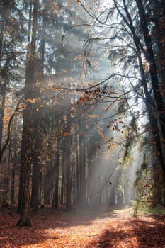 God beams - sun rays in the early morning forest. Voderady Beechwood - National Nature Reserve, Czech republic.