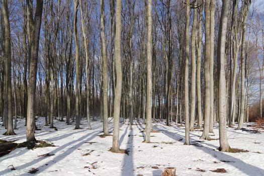 Beechwood Voderady - large beech forest with rare species of plants and animals, Prague-East District, Central Bohemian Region, Czech Republic