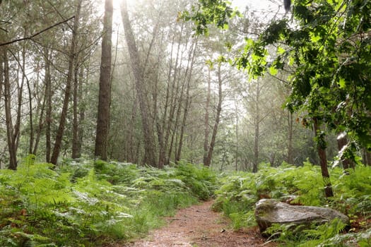 Rainy day in the forest - sprinkling of rain
