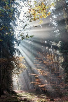 God beams - sun rays in the early morning forest. Voderady Beechwood - National Nature Reserve, Czech republic.