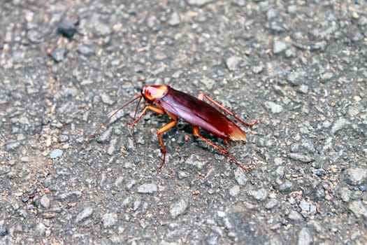 Close up of a colored cockroach in Hawaii