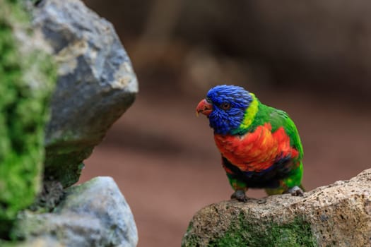 colorful parrot in Loro Park in Tenerife Canary islands. Spain