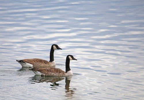 Two Canada geese Branta canadensis on Lake Rohrhof