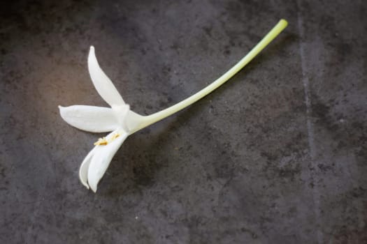 Small white flower on grunge background, stock photo