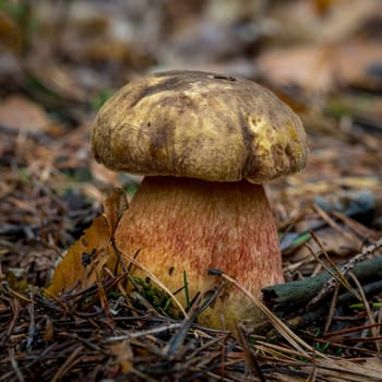 A young lurid bolete stands on leaves. Covered forest ground