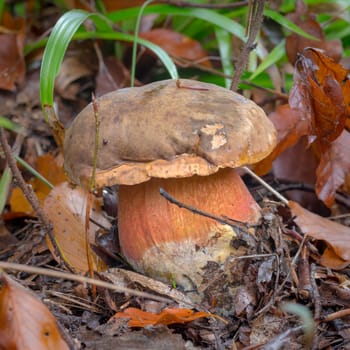 A young lurid bolete stands on leaves. Covered forest ground