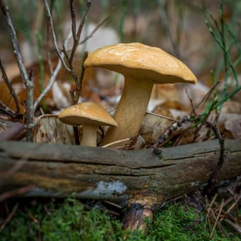 Two Sand Boletus grow behind a branch with autumn leaves and moss