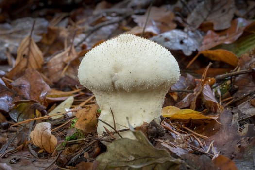 White Lycoperdon perlatum on the forest floor with autumnal foliage and fir