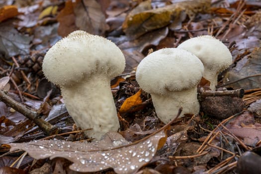 White Lycoperdon perlatum on the forest floor with autumnal foliage and fir