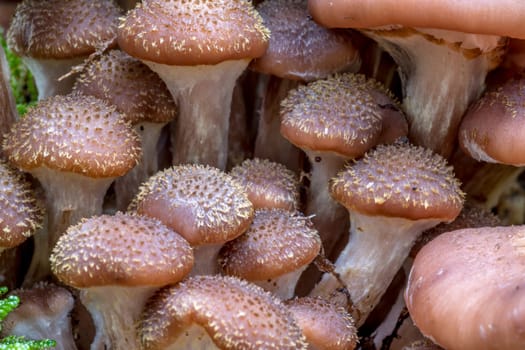 A group of younger Hallimasch mushrooms in the foliage with blurred background
