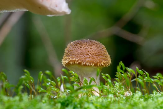 Single young honey agaric mushroom grows in green moss in front of blurred background