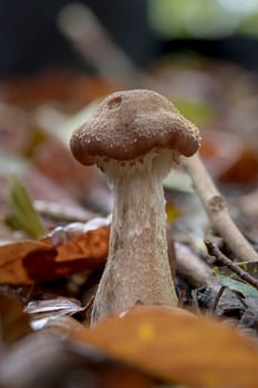Single young honey agaric mushroom grows in the autumnal foliage in front of blurred background