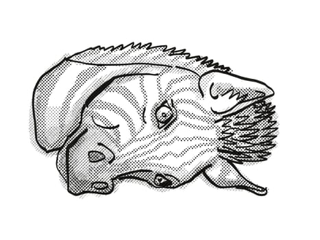 Retro cartoon style drawing head of a zebra viewed from front on isolated white background done in black and white