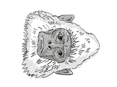 Retro cartoon style drawing head of a Sri Lankan Gray Langur, a monkey species viewed from front on isolated white background done in black and white