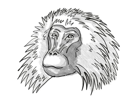Retro cartoon style drawing head of a shaggy male Gelada, a monkey species viewed from front on isolated white background done in black and white