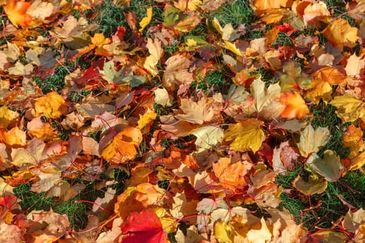 Background of their yellow maple leaves pouring on a green lawn
