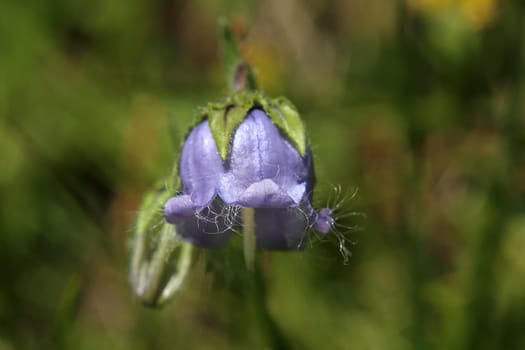 The bearded bellflower (Campanula barbata) thrives in the Alps at altitudes of 800 to 2700 meters.