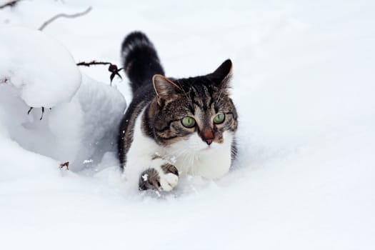 Little cat in the deep snow