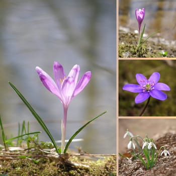 Spring flower collage
