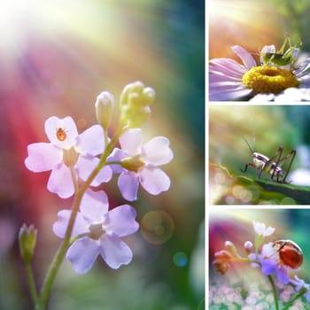 Summer flower collage