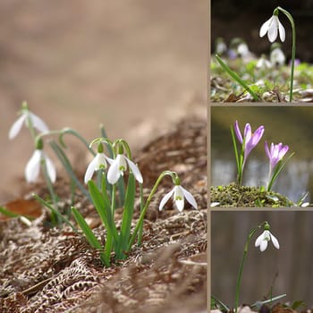 Spring flower collage