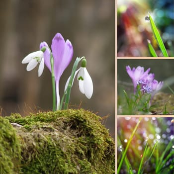 Spring flower collage