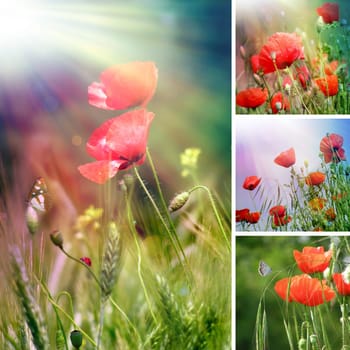 Summer flower collage