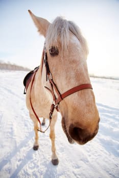 Saddled horse standing on snow in rural environment