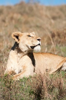 A lioness resting in the early morning sun inside the Ngorongoro Crater, Tanzania.