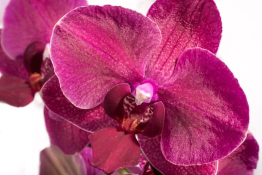 Up close view of the flower of an orchid.