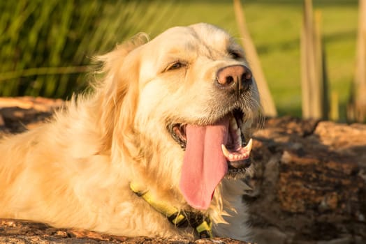 A thirsty and tired Golden Retriever lies in the water channel with her tongue hanging out of her mouth.