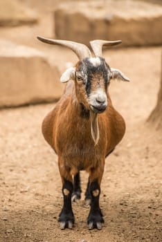 An adult Pygmy goat on a farm.