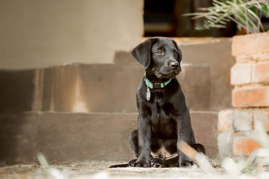 Labrador puppy sitting by the steps to the house.