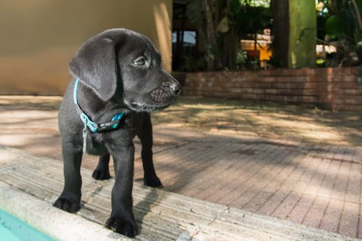Black Labrador puppy outside, by the swimming pool.