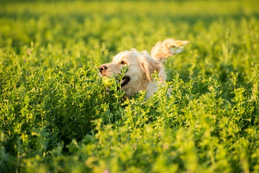A Golden Retriever is deep in the farmland fields, with a tennis ball in her mouth, which she went to retrieve.