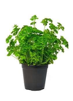 Parsley