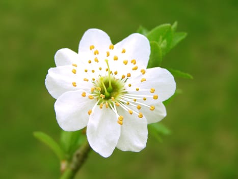 Blossoming cherry plum branch