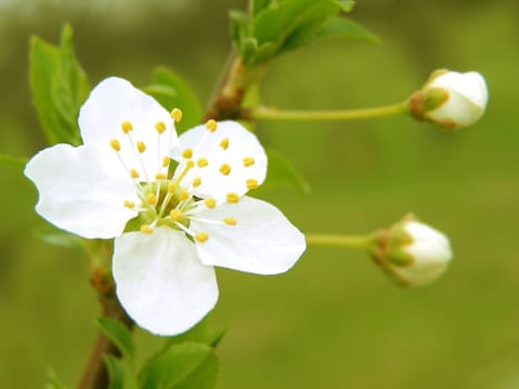 Blossoming cherry plum branch