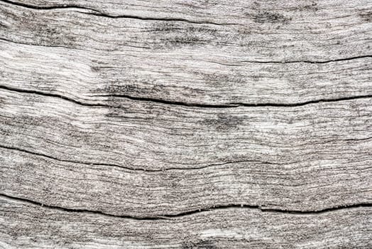 Close up black and white surface wooden texture, Detail old wood tree stump pattern vintage abstract for nature background