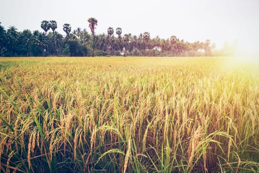 Beautiful landscape golden sunlight on rice field at sunset, Paddy plant with yellow stalk ripe ear of rice, Time to harvest on farm and agriculture in Thailand, Vintage nature style for background
