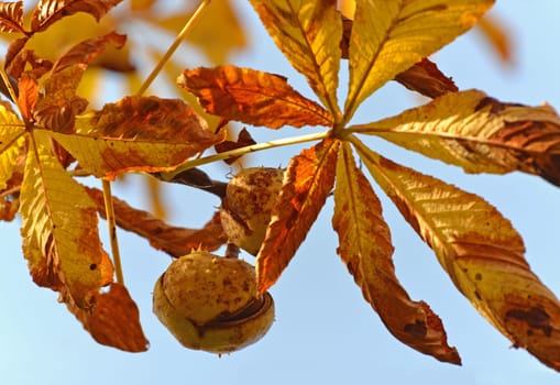 harvest chestnut