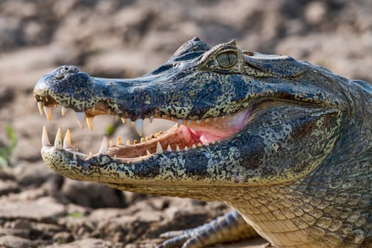 Spectacled caiman (Caiman crocodilus yacare),animal portrait,Pantanal,Mato Grosso,Brazil